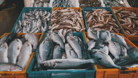 Fresh fish ready for sale in the market.