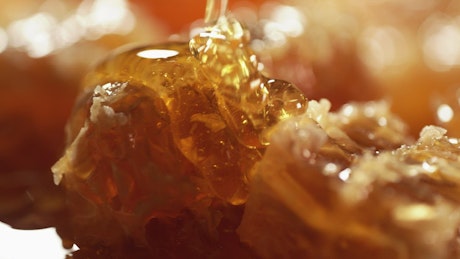 Fresh honey dripping into a honey badgers.