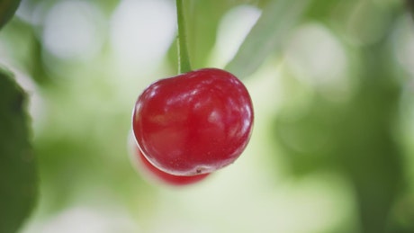 Fresh, ripe cherry hanging high on a tree.