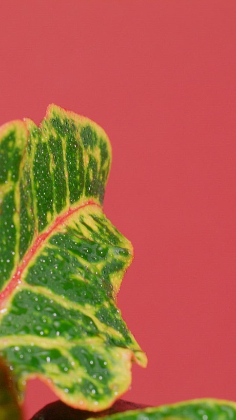 Freshly watered plant leaves with a pink background.