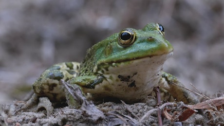 Frog opening and closing eyes, close up