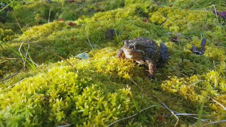 Frog standing on moss.