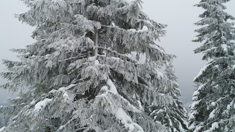 Frozen pine tree at a foggy forest