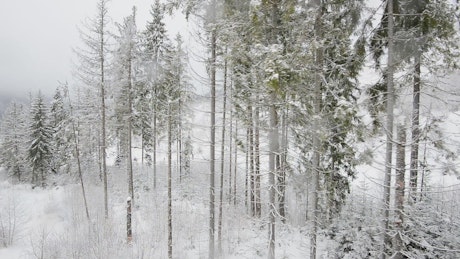 Frozen white forest in a harsh winter
