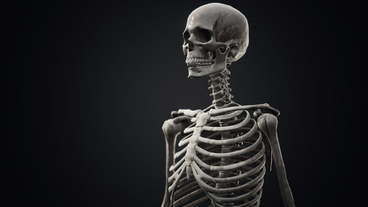 Skeleton Photos, Download The BEST Free Skeleton Stock Photos & HD