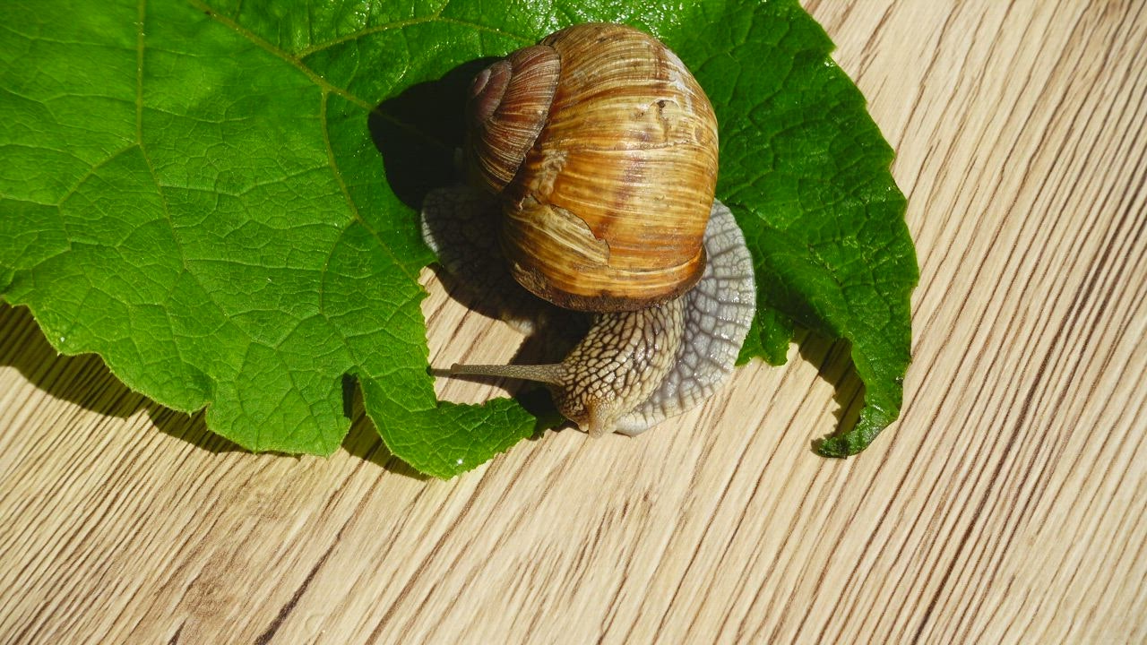 Garden snail eating a leaf - Free Stock Video