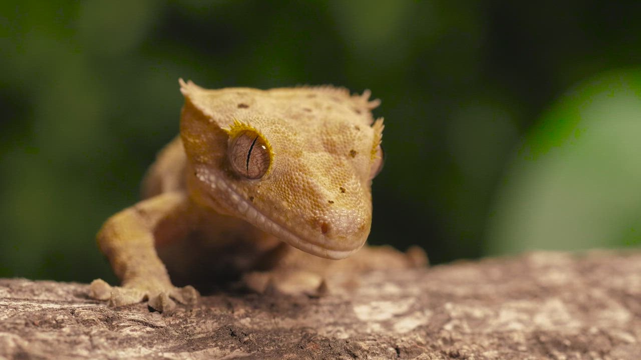 ⁣ LIVE DRAW Gecko or reptile on a trunk closeup shot