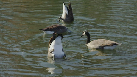 Geese feeding in a lake.