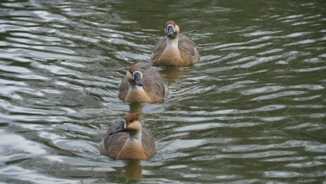 Geese swimming in the lake