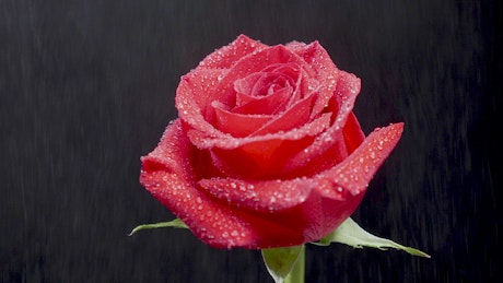 Gentle water drops falling on a rose.