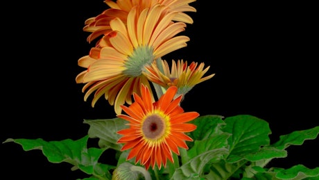 Gerbera orange flower opens.