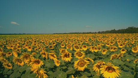 Gigantic field of sunflowers on a sunny day.