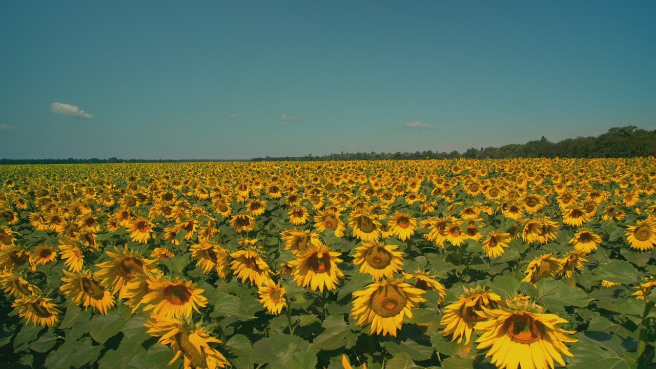 Gigantic field of sunflowers on a LIVEDRAW  sunny day