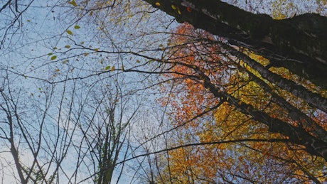 Gimbal movement framing an autumn forest.