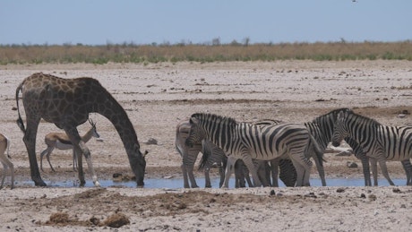 Giraffe and a herd of zebras scare up on a waterhole and run.