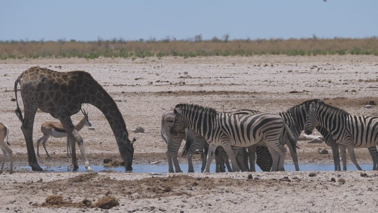 Giraffe and  LIVE DRAW a herd of zebras scare up on a waterhole and run