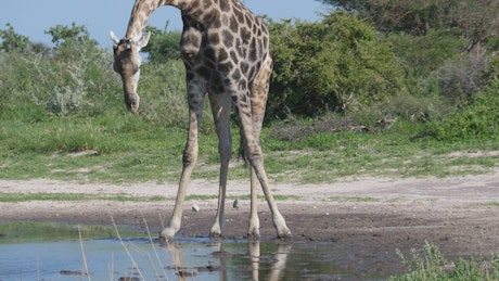 Giraffe bending down to drink at the pond