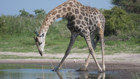 Giraffe drinking from a pond.