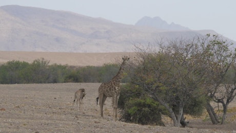 Giraffe eats from a tree on the savanna.