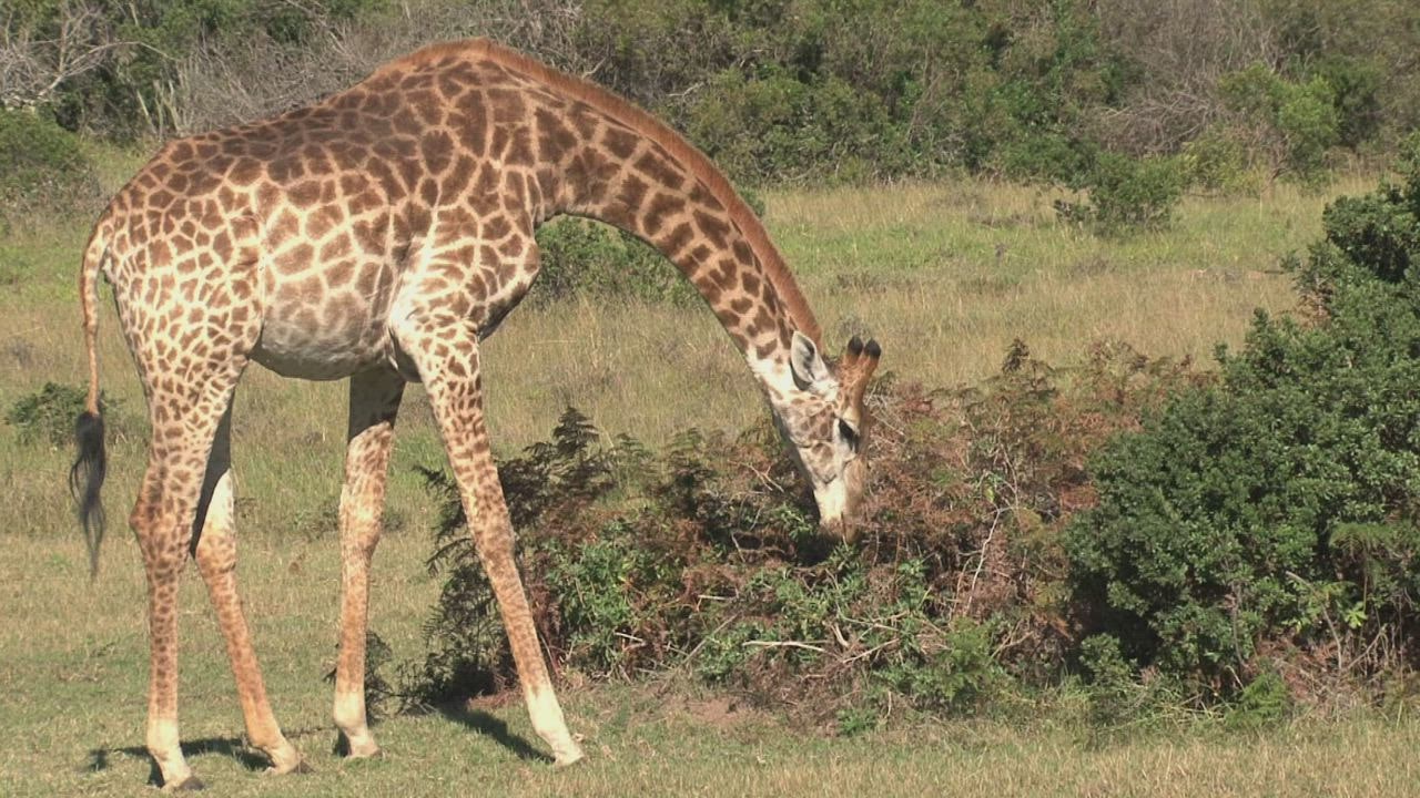 Giraffe grazing in the su LIVE DRAW TOTO WUHAN n
