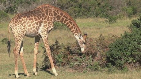 Giraffe grazing in the sun.