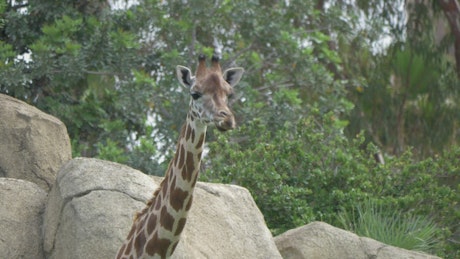 Giraffe looking around at a Zoo