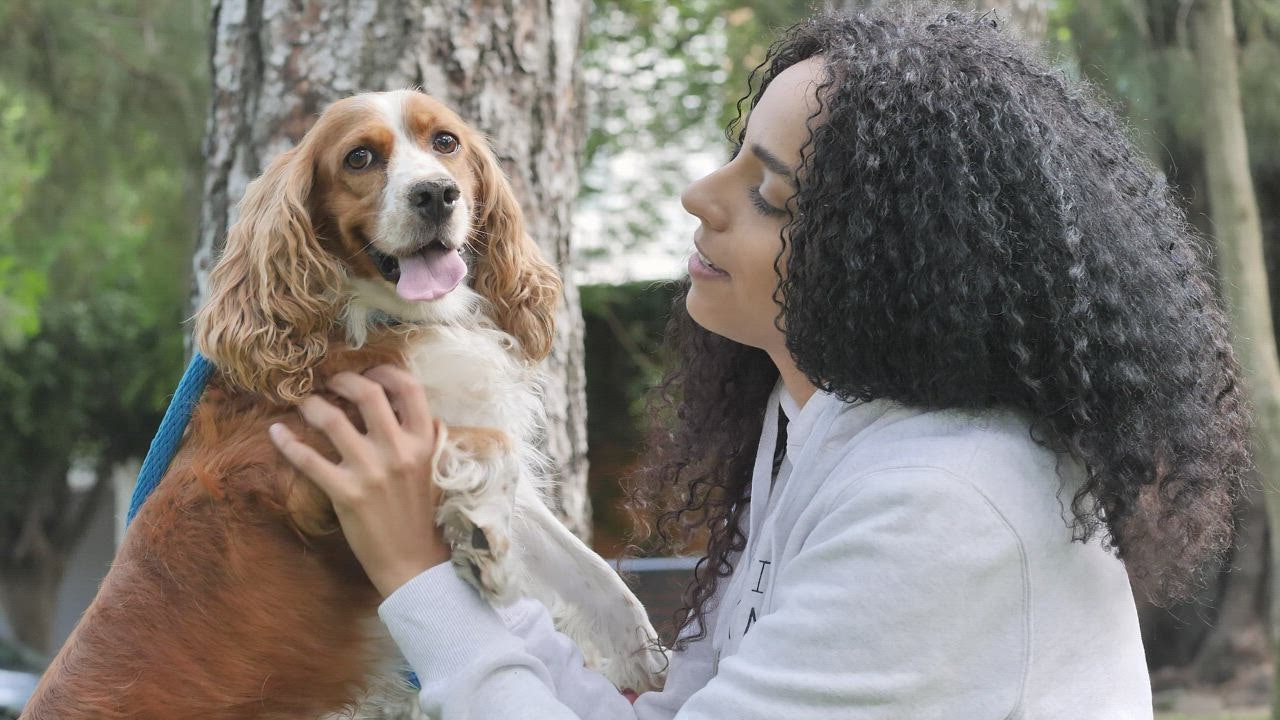 Girl in a park carrying and petting her Cocker Spaniel - Free Stock Video