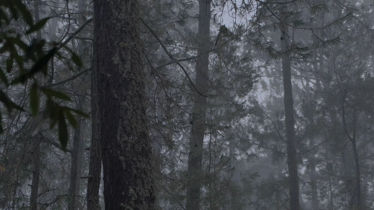 Gloomy forest full of trees during a rainy afternoon - Free Video
