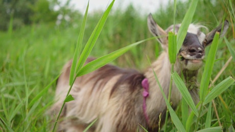 Goat feeding in the grass.