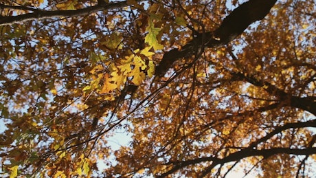 Gold oak leaves in Autumn.