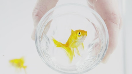 Goldfish in a glass.