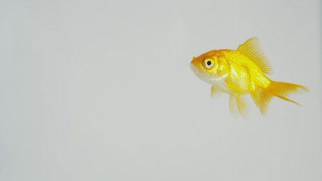 Goldfish swimming in clear water against a white background.