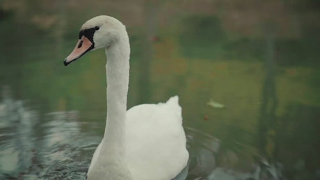 Goose swimming in a lake.
