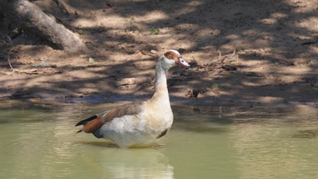 Goose walking in a lakeshore