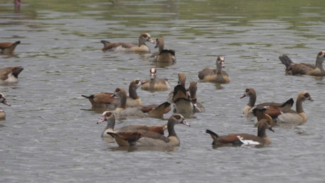 Gooses in a lake.