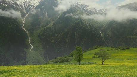 Gorgeous forest and mountain and a meadow with yellow flowers.