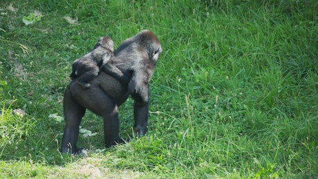 Gorilla monkeys at a safari park.