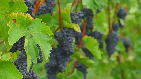 Grape clusters hanging in the vineyard