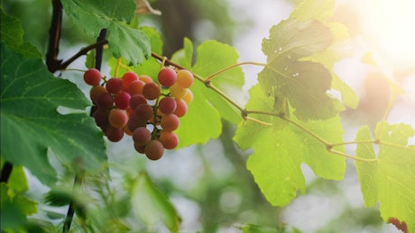 Grapes hanging from a branch, close up