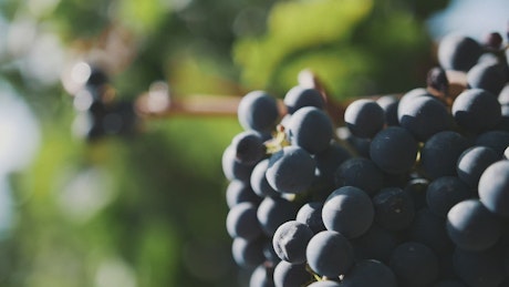 Grapes in a Vineyard.