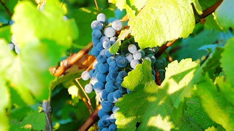 Grapes ready for harvest in the sunrise.
