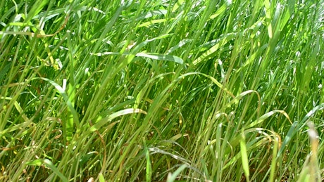 Grass swaying in heavy wind