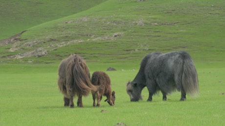 Gray and brown yaks grazing in the grassland.