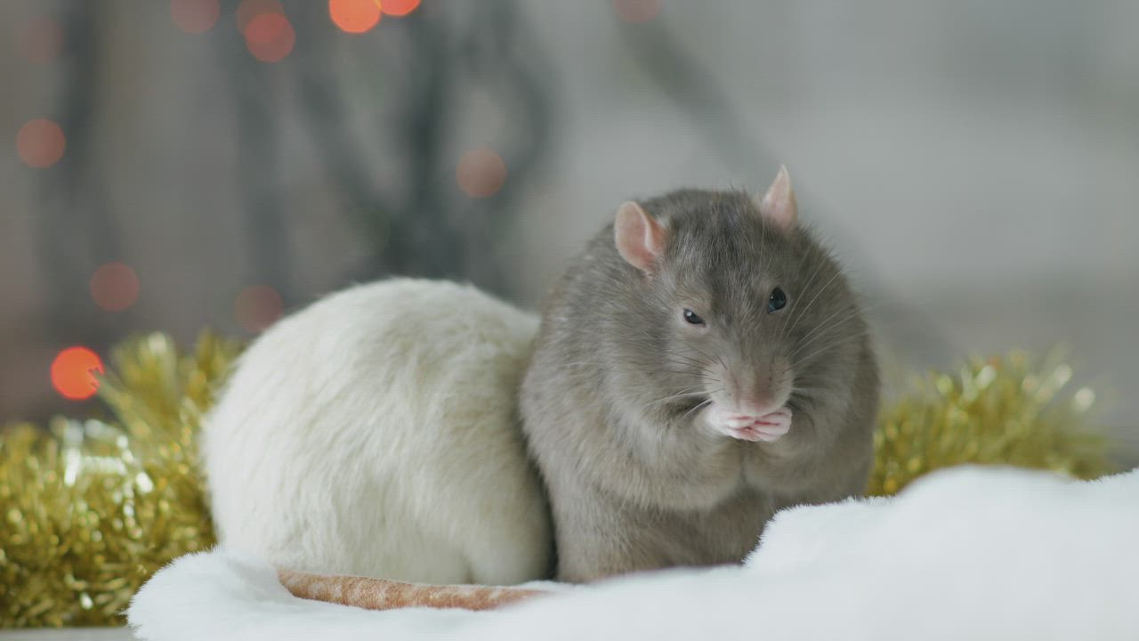 Lexica  a detailed portrait of white rat