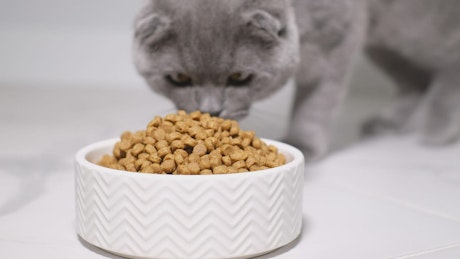 Gray cat approaching his food dish to eat.