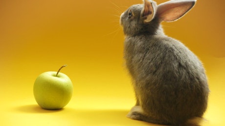 Gray rabbit and an apple.