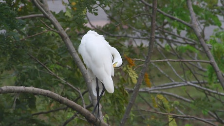 Great Egret standing in a tree.