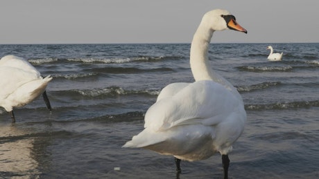 Great white swans standing along a seashore.