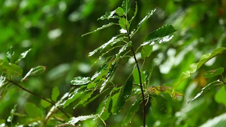 Green branch under the rain