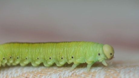 Green caterpillar crawling.